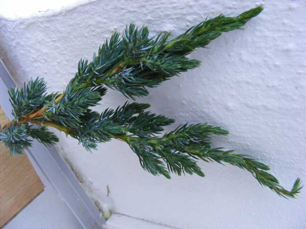 wacholder.jpg