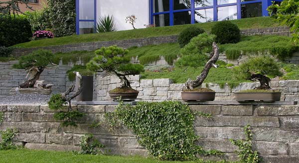 Terrasse-mit-Bonsai.jpg