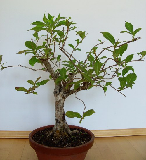Höhe im Moment: 56 cm
