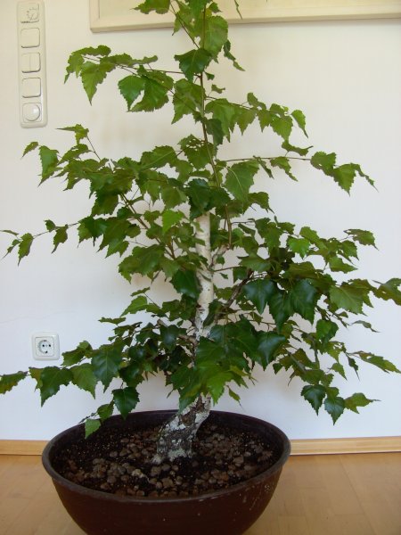 Birke_2008_08_b.JPG