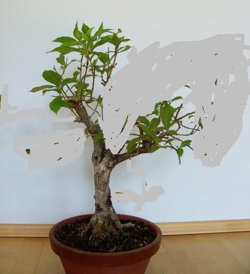 weigelia_styriaca_b-virt.JPG