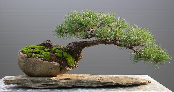 Sylvestris
