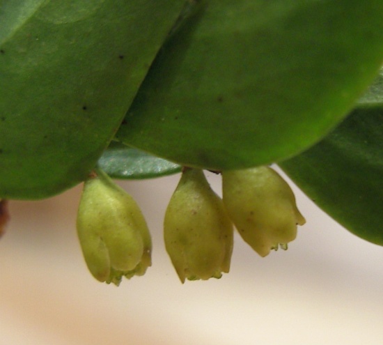 Blüten_b.JPG