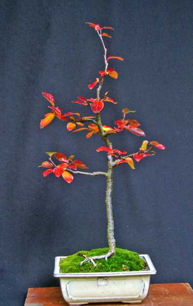 Herbstfärbung