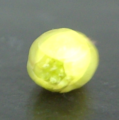 Blüte.JPG