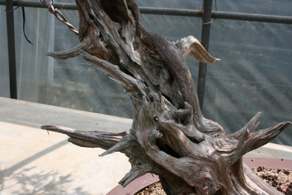 bonsai5.jpg