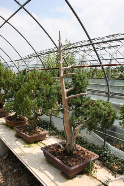bonsai4.jpg