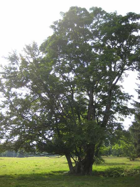 Die Neigung erklärt sich aus der «Doline», die rechts vom Stamm liegt. Dolinen sind kleine, trichterförmige Einstürze der bodentragenden Kalkschichten, die hier sehr typisch sind.