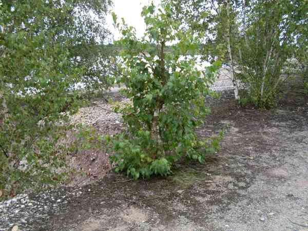 SDC10036jik.jpg