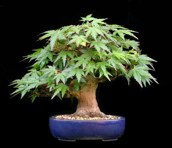 DSCN5721-A.palm.Shohin.jpg