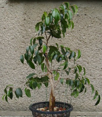 ficus_gr_Aug08.jpg