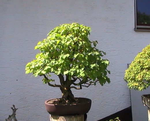 A-PIC_0111.JPG