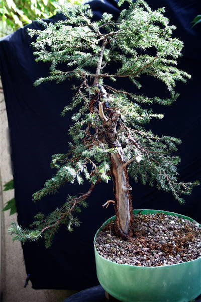 cp_fichte_06092008.jpg