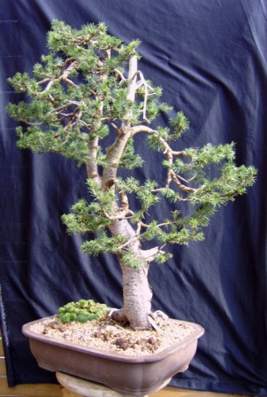 Teufelsfichte 09.2008.jpg