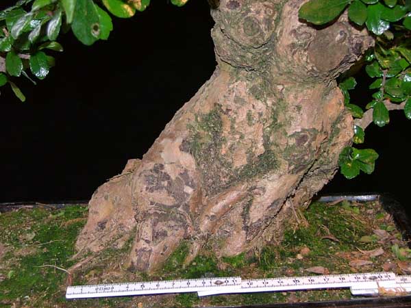 Stammbasis Rückseite