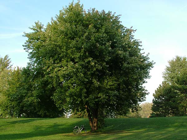 silberahorn_01_camaju.jpg