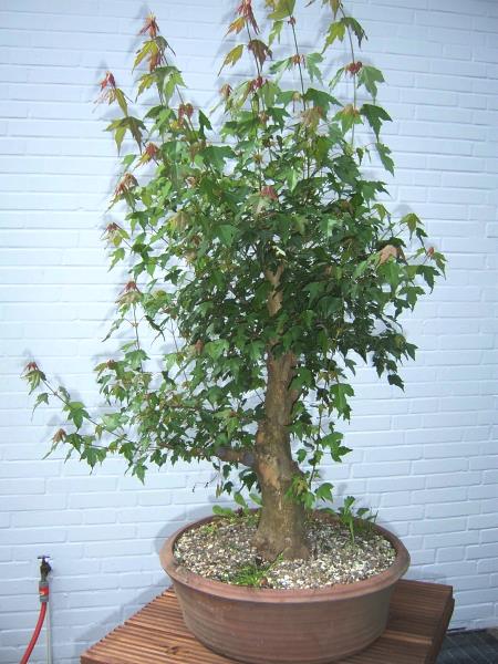 Juni 2008