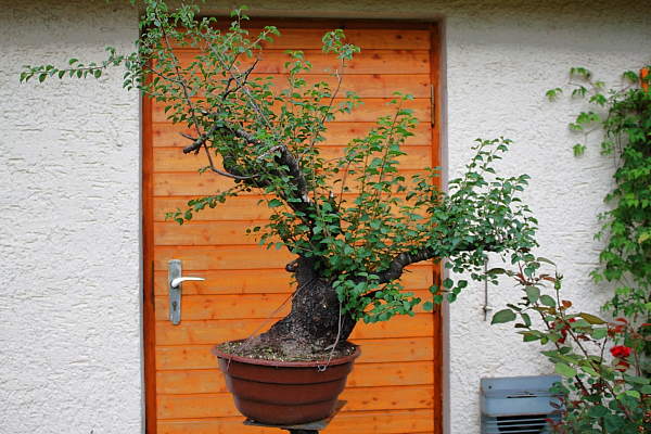 Prunus 4 IMG_0362.jpg