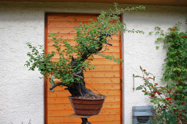 Prunus 2 IMG_0360.jpg