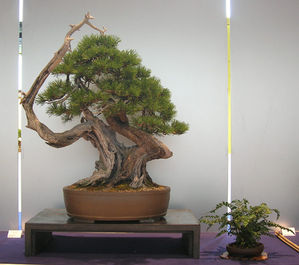 Yamadori-Gestaltungen