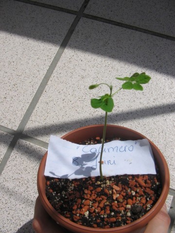 Digicam Bilder-Samanea Saman Zucht 029.jpg