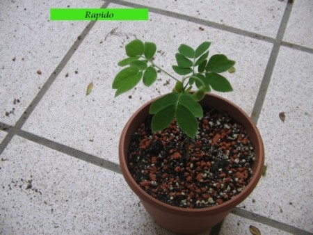 Digicam Bilder-Samanea Saman Zucht 033.jpg