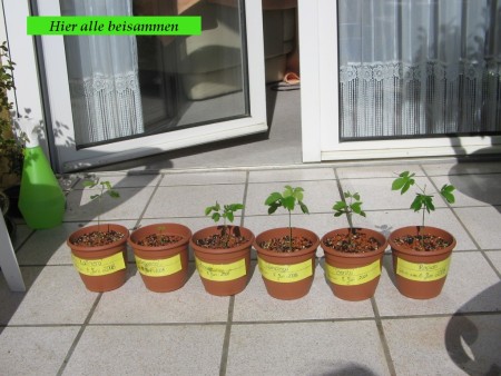 Digicam Bilder-Samanea Saman Zucht 042.jpg