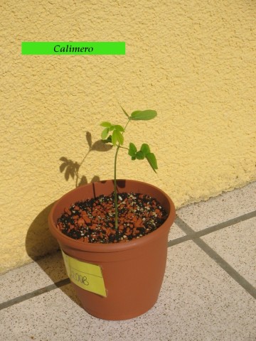 Digicam Bilder-Samanea Saman Zucht 043.jpg