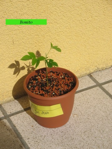 Digicam Bilder-Samanea Saman Zucht 047.jpg