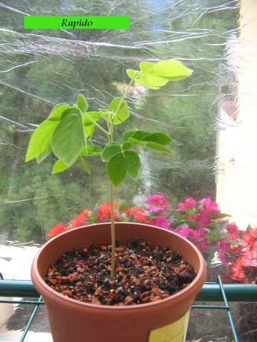 Digicam Bilder-Samanea Saman Zucht 051.jpg