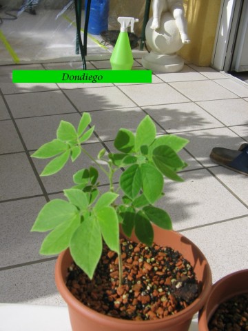 Digicam Bilder-Samanea Saman Zucht 065.jpg