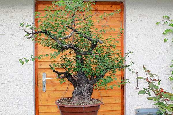 prunus_5_img_0363.jpg