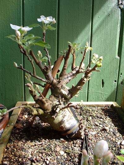 Apfel001.JPG