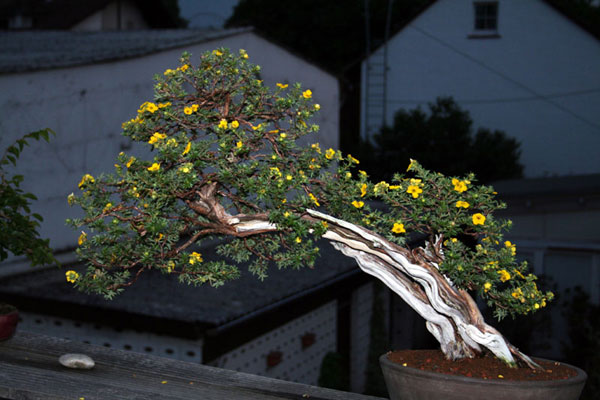 potentilla_2363.jpg
