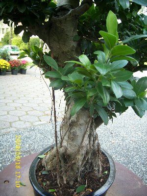 Bonsai6_048_300x400.jpg