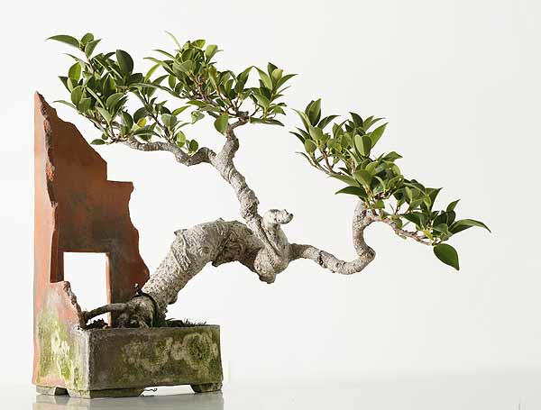 ficus_ruinoes.jpg