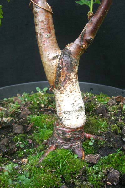 sandbirke_betula_pendula_fastigiata_20080920_stamm_klein.jpg