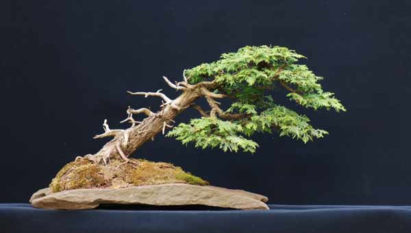 cedar_slanted.jpg