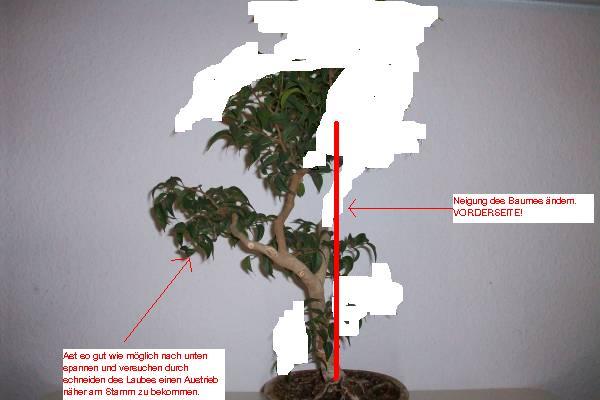 ficus philipp.jpg