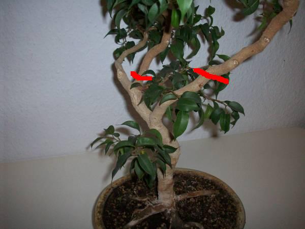 ficus philipp.jpg