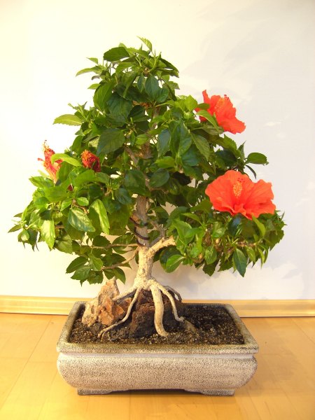 Hibiskus Sep.2008