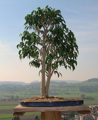 Ficus_nacher_blog.jpg