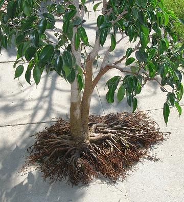 Ficus_wurzeln_Blog.jpg