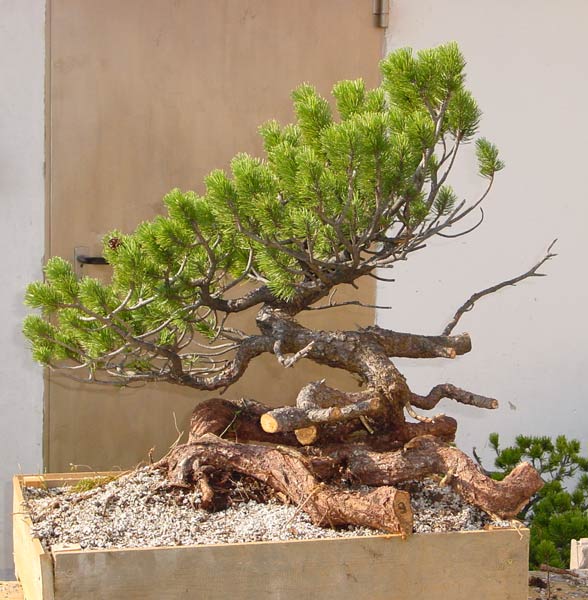 Baum frisch nach dem Ausgraben