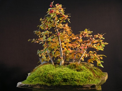 Coto-Gruppe 5.jpg