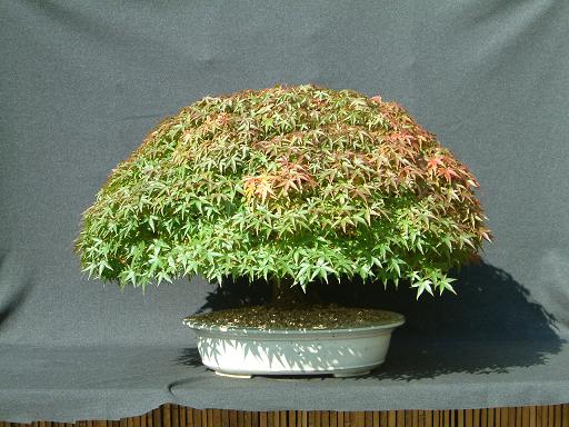 Acer Palmatum Kyohime 2.jpg