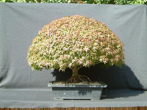 Acer Palmatum Kiyohime 1.jpg