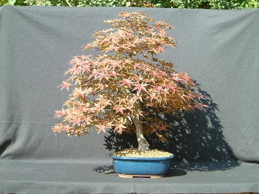 Acer Palmatum 1.jpg
