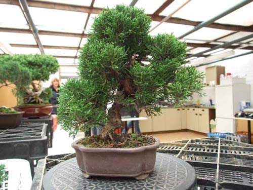 Wacholder "Itoigawa" vorher