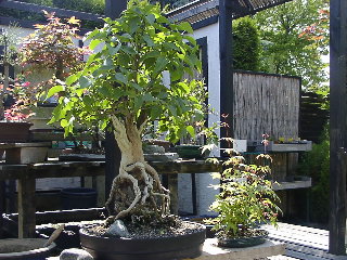 Sommer 2008